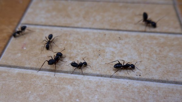 Les fourmis dans la maison : comment les contrôler efficacement ?