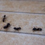 Les fourmis dans la maison : comment les contrôler efficacement ?